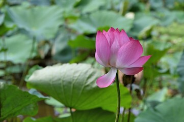 Obraz premium lotus flower (Nelumbo nucifera) background