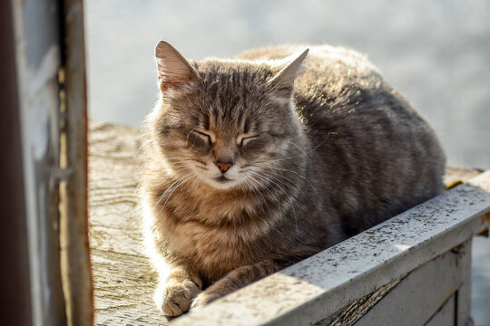 Happy Cat Face" Images – Browse 12 Stock Photos, Vectors, and Video | Adobe  Stock