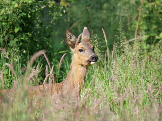 roe deer in summer
