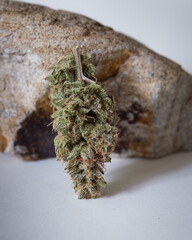 Cannabis buds trimmed and dried against a neutral light background