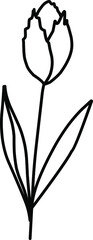 Cute tulip Illustration