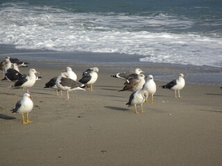 [Spain] Black-tailed gulls in Burriana beach (Nerja)