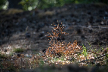 FOREST - Dry pine branch on the underwood
