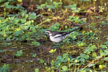 African pied wagtail isolated in the wild