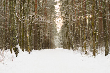 Beautifu Winter snow-covered trees Winter walks