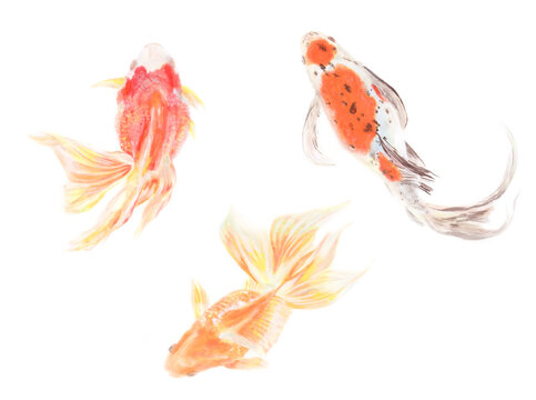 リアル魚イラスト の画像 562 件の Stock 写真 ベクターおよびビデオ Adobe Stock リアル魚イラスト の画像 562 件の Stock 写真 ベクターおよびビデオ Adobe Stock