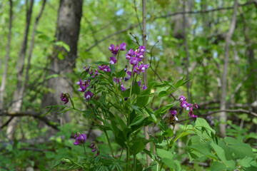 A charming bush of the spring rank (lathyrus vernus) with beautiful purple flowers against the background of forest trees. Wonderful spring photography.