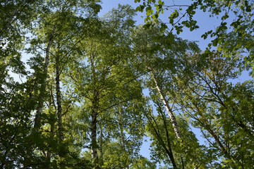 Spring forest. The tops of birches, ash, mountain ash against the backdrop of a sunny blue sky. The green foliage of various shapes forms an amazing mosaic.