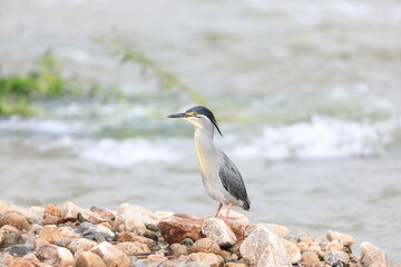 Striated heron or little green heron (Butorides striatus) in Japan