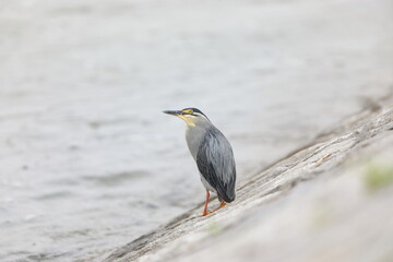 Striated heron or little green heron (Butorides striatus) in Japan