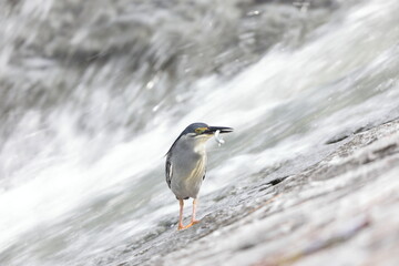 Striated heron or little green heron (Butorides striatus) in Japan