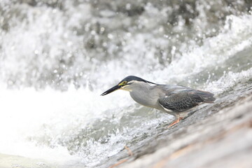 Striated heron or little green heron (Butorides striatus) in Japan