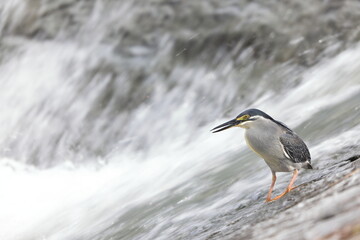Striated heron or little green heron (Butorides striatus) in Japan