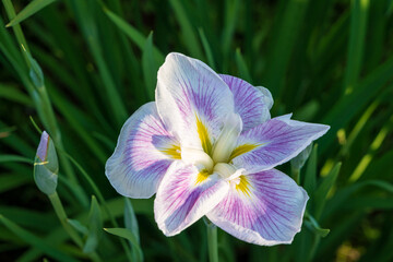 Purple and White Iris Flower
