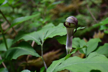 紫色のマムシグサ（埼玉県/5月）