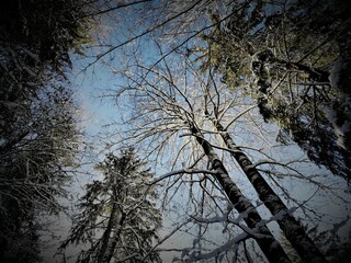 Obraz premium Winter