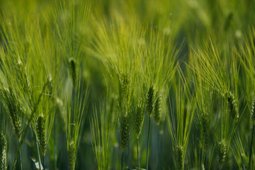 Daily life in France.