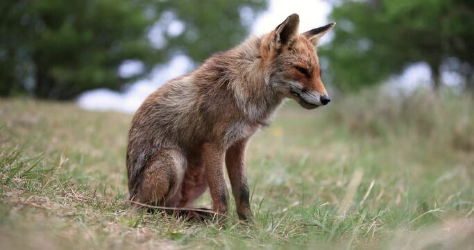 A standing red fox is resting in the forest
