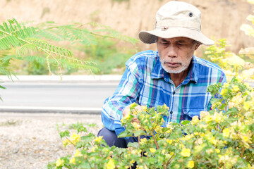 A senior Asian man wearing a hat and white beard examined the flowers on the side of the road.