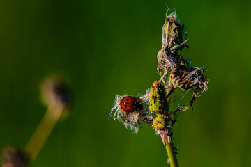 ladybug insect on the grass