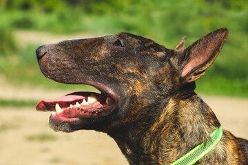 A young beautiful bull terrier in a brindle color - obrazy, fototapety, plakaty