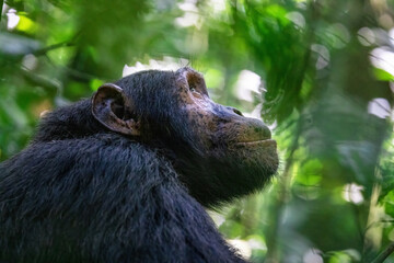Adult chimpanzee, pan troglodytes, side profile in sunlight.  in the tropical rainforest of Kibale...