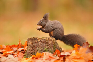 Portrait of a cute european red squirrel in autumn season. Sciurus vulgaris. Squirrel sitting on the tre stump. 