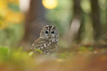 tawny owl sitting on the ground in autumn forest. attractive owl portrait with blurred background. Strix aluco. Wildlife scene from european nature.