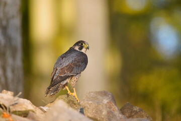 Beautiful peregrine falcon sitting on the stone . Falco peregrinus in the nature habitat.
