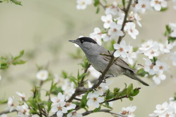 Sylvia atricapilla. Eurasian blackcap male sitting on the flowering twig. Spring in the nature.