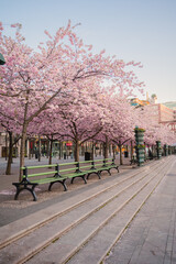 Sakuras trees and a bench in Kungsträdgarden, Stockhokm, Sweden