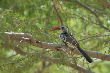Northern red-billed hornbill Tockus erythrorhynchus kempi on a gum acacia Senegal acacia. Langue de Barbarie National Park. Saint-Louis. Senegal.