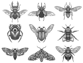 black and white engrave isolated insects illustration - obrazy, fototapety, plakaty