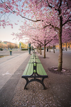 Bench beneath sakuras in Kungstr&auml;dgarden, Stockholm, Sweden