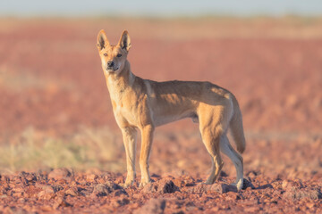 Wild dingo (Canis lupus) in rocky, gibber habitat of South Australia - obrazy, fototapety, plakaty