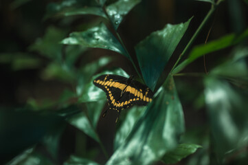 Black and yellow butterfly sitting on a plant