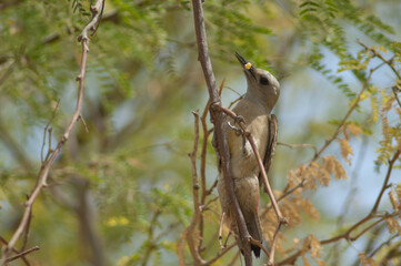 Fototapeta premium African grey woodpecker Dendropicos goertae. Female with a worm on a gum acacia Senegalia senegal. Langue de Barbarie N. P. Saint-Louis. Senegal.