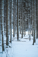 Pine tree trunks after snowstorm