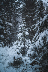 Fototapeta na wymiar Small pine tree covered in snow