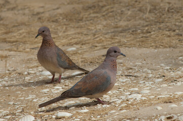 Laughing doves Spilopelia senegalensis in the Langue de Barbarie National Park. Saint-Louis. Senegal.