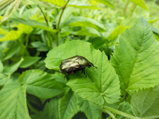 Macro shot of beautiful, metallic, shiny green and copper beetle (Protaetia cuprea) on green leaf in summer