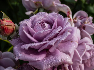 Close-up of outstanding, old fashioned lavender rose 'Novalis' with multi layered mauve flowers....