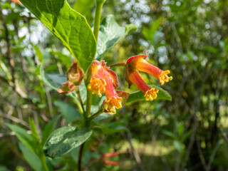 Bearberry honeysuckle, bracted honeysuckle or twin-berry (Lonicera involucrata var. ledebourii) flowering with funnel-shaped, 5-lobed, red-flushed, deep orange-yellow flowers in early summer