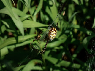 Adult male and female of wasp spider (Argiope bruennichi) with yellow and black markings on abdomen hanging on orb web next to each other. Size difference of male and female of spider