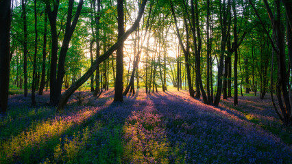 Beautiful majestic Spring bluebells forest sunrise in English countryside Hyacinthoide Non-Scripta