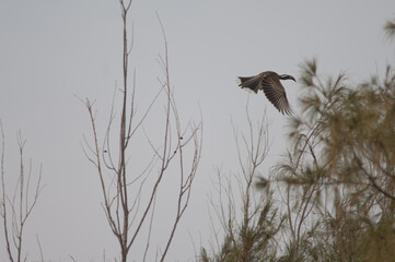African grey hornbill Lophoceros nasutus. Male in flight. Langue de Barbarie National Park. Saint-Louis. Senegal.