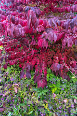 Red Autumn leaves ion the tree