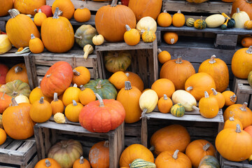 pumpkins for sale at market