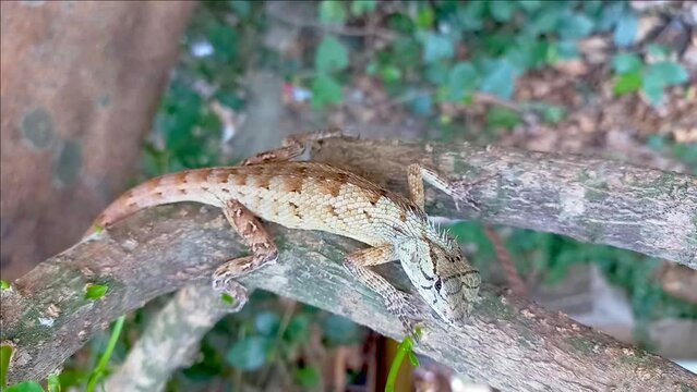 HD 1080p: Macro close-up of Changeable Lizard, Red-headed Lizard, Indian Garden Lizard on tree trunk.
