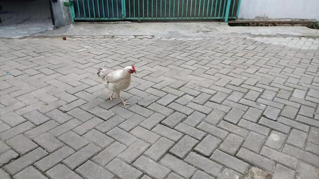 white hen walking